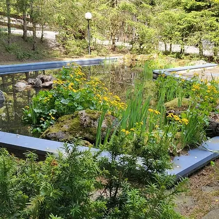 Abenddämmerung Hahnenklee Goslar